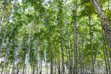 Yeşil huş ağacı ormanının arka plan dokusu