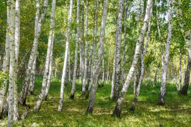 Yeşil huş ağacı ormanının arka plan dokusu