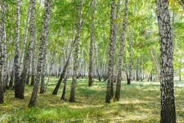Yeşil huş ağacı ormanının arka plan dokusu