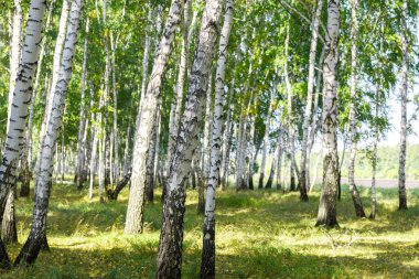 Yeşil huş ağacı ormanının arka plan dokusu