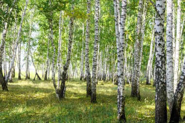Yeşil huş ağacı ormanının arka plan dokusu