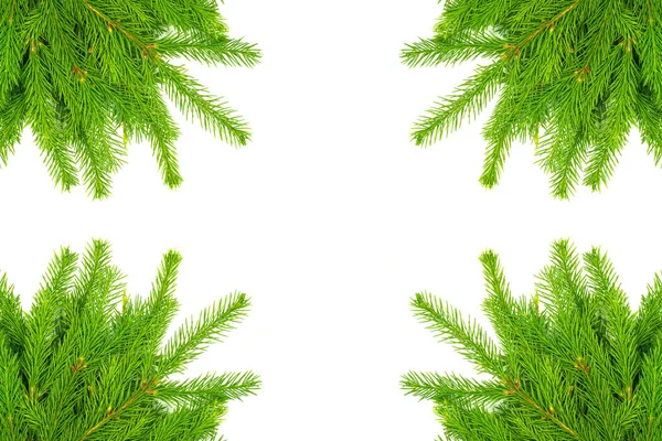 Colagem Ramo Abeto Isolado Sobre Fundo Branco Abeto Verde Árvore — Fotografia de Stock
