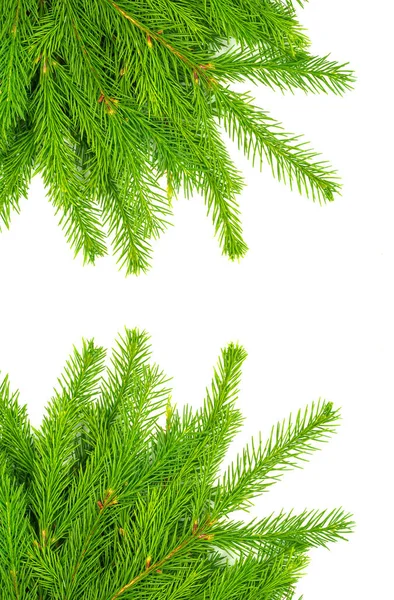 Collage Van Sparren Tak Geïsoleerd Witte Achtergrond Groene Spar Kerstboom — Stockfoto