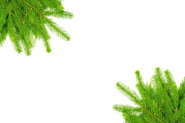 Collage Van Sparren Tak Geïsoleerd Witte Achtergrond Groene Spar Kerstboom — Stockfoto