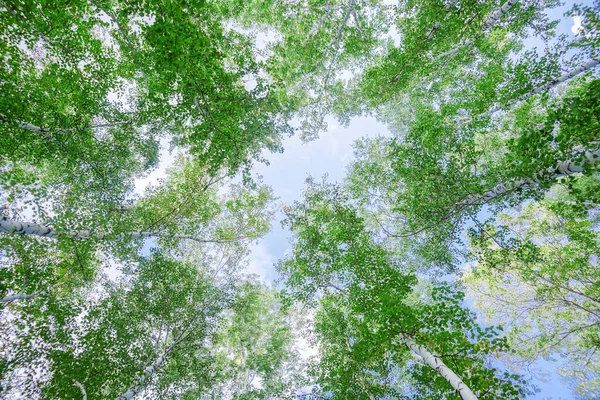 Aşağıdan mavi gökyüzüne yeşil taç ağaçları görünüyor. Gökyüzüne karşı ağaçlardan oluşan yeşil taç. Aşağıdaki ağaçların arasından gökyüzüne bak.