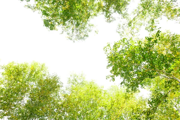 Grüne Kronenbäume Blicken Von Unten Auf Einen Isolierten Weißen Hintergrund — Stockfoto