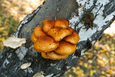 Turuncu orman mantarları yakın plan bir ağaçta