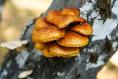 Turuncu orman mantarları yakın plan bir ağaçta