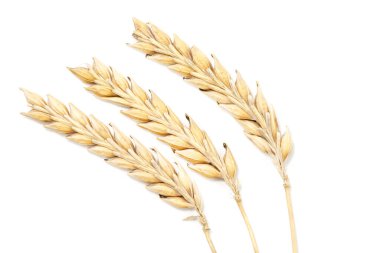 Olgun buğday kulakları beyaz arkaplanda izole