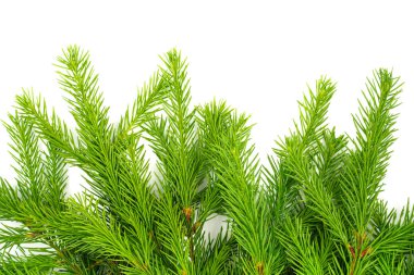 Spruce şubesi beyaz arka planda izole edilmiş. Yeşil köknar. Noel ağacı