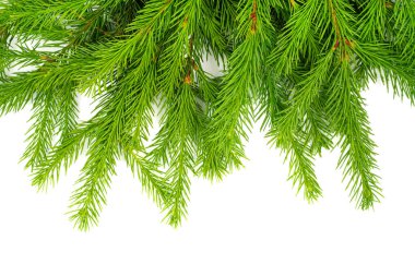 Spruce şubesi beyaz arka planda izole edilmiş. Yeşil köknar. Noel ağacı