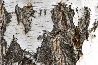 Beyaz ve siyah ağaç kabuğu arka plan dokusu. Birch kabuğu