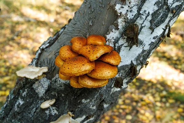 Champignons Forêt Oranger Sur Arbre Gros Plan — Photo