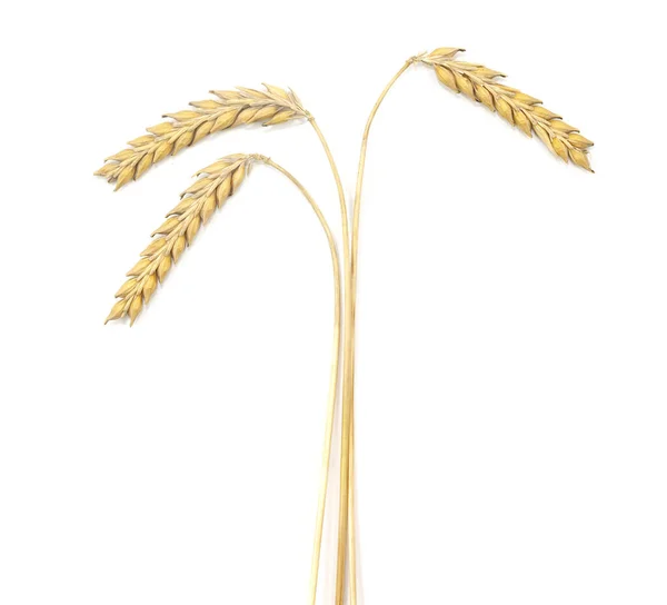 Zralé Pšenice Uši Izolované Bílém Pozadí — Stock fotografie