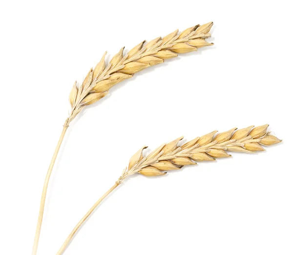 Ripe Wheat Ears Isolated White Background — Stock Photo, Image