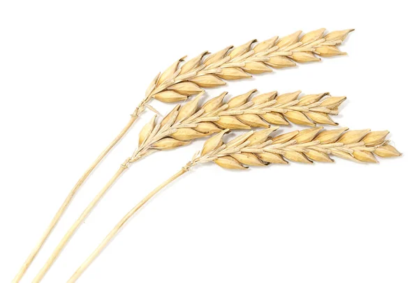 Reife Weizenähren Isoliert Auf Weißem Hintergrund — Stockfoto