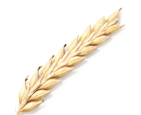 成熟的麦穗在白色背景上隔离 — 图库照片