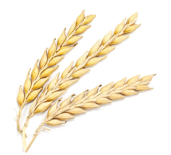 Стиглі Пшеничні Вуха Ізольовані Білому Тлі — стокове фото