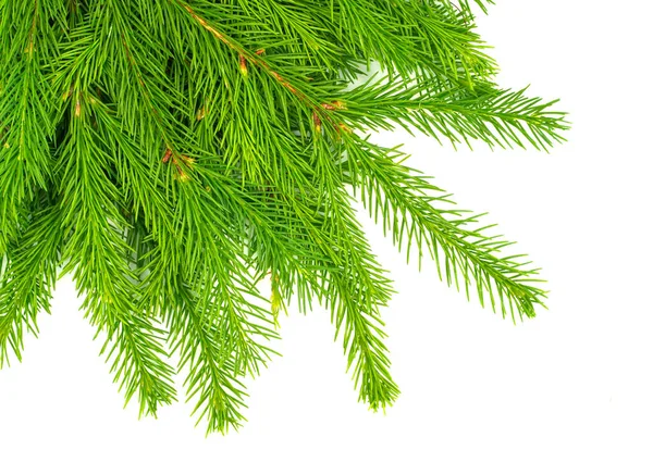 Spar Tak Geïsoleerd Witte Achtergrond Groene Spar Kerstboom — Stockfoto