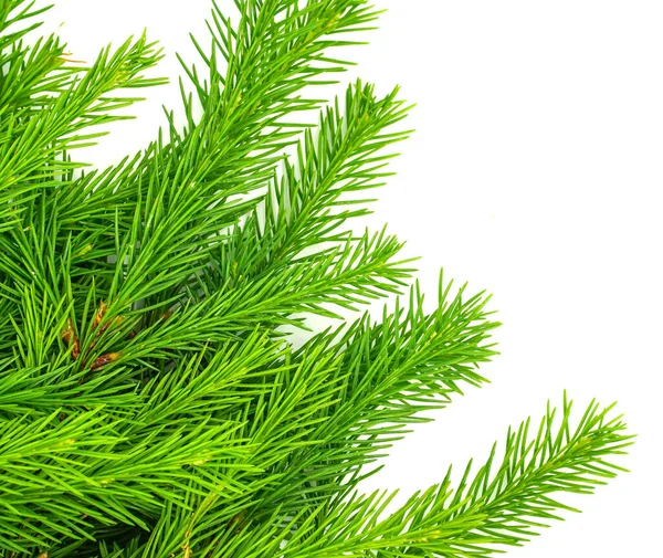 Smrková Větev Izolovaná Bílém Pozadí Zelená Jedle Vánoční Stromek — Stock fotografie