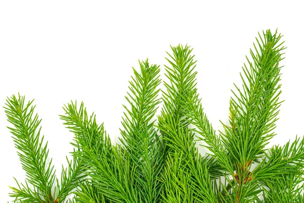 Fichtenzweig Isoliert Auf Weißem Hintergrund Grüne Tanne Weihnachtsbaum — Stockfoto