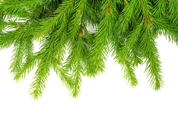 白い背景に孤立したトウヒの枝 緑のモミ クリスマスツリー — ストック写真