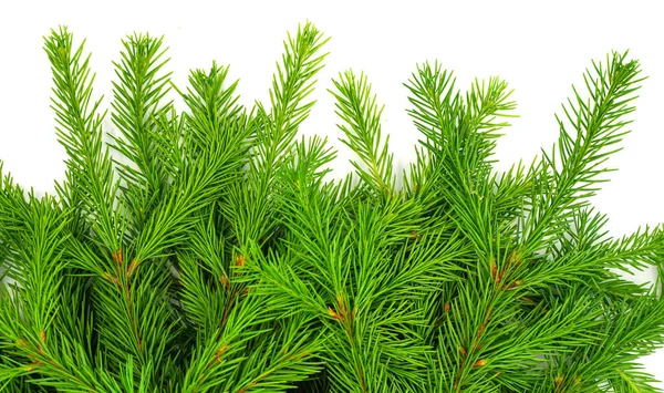 Ramo Abete Isolato Sfondo Bianco Abete Verde Albero Natale — Foto Stock