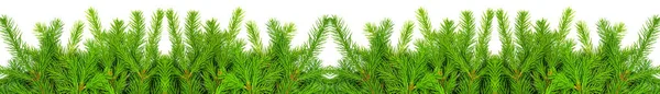 Gran Gren Isolerad Vit Bakgrund Grön Gran Julgran — Stockfoto