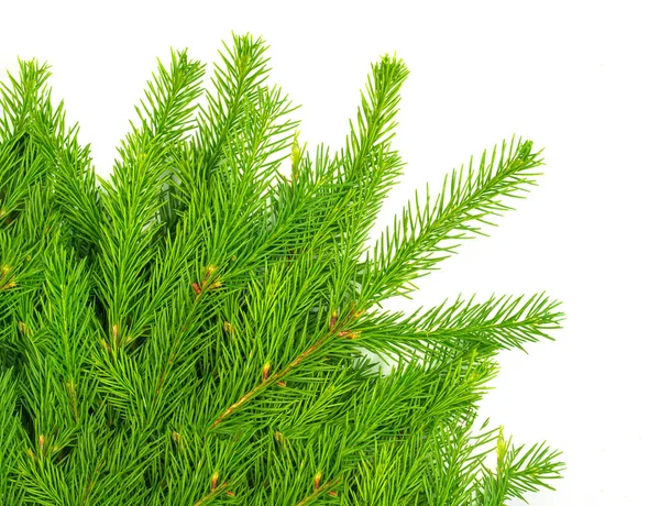 Spar Tak Geïsoleerd Witte Achtergrond Groene Spar Kerstboom — Stockfoto