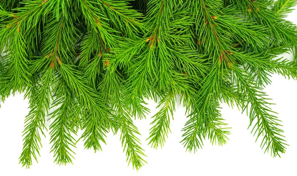 Κλαδί Ελάτης Απομονωμένο Λευκό Φόντο Πράσινο Έλατο Χριστουγεννιάτικο Δέντρο — Φωτογραφία Αρχείου