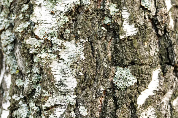 White Black Tree Bark Closeup Background Texture Birch Bark — Stock Photo, Image