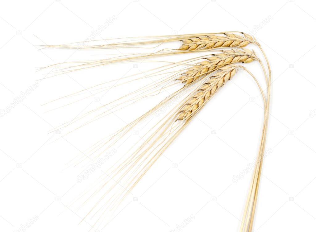 Ripe wheat ears isolated on white background