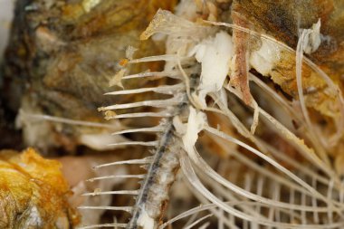 Kemikler ve balık kafası dokusu. Kızarmış balık kalıntıları. yiyecek artıkları