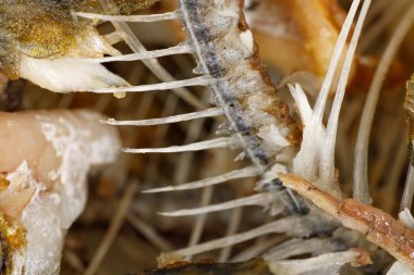 Kemikler ve balık kafası dokusu. Kızarmış balık kalıntıları. yiyecek artıkları