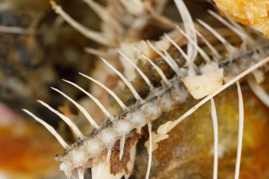 Kemikler ve balık kafası dokusu. Kızarmış balık kalıntıları. yiyecek artıkları