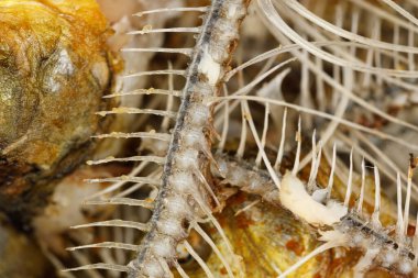 Kemikler ve balık kafası dokusu. Kızarmış balık kalıntıları. yiyecek artıkları