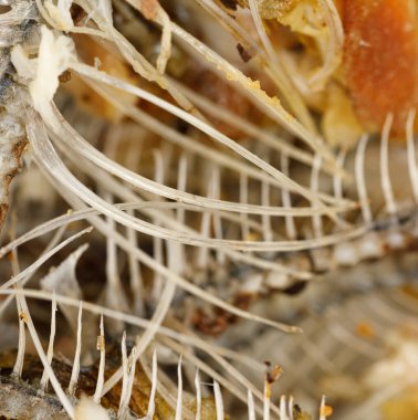 Kemikler ve balık kafası dokusu. Kızarmış balık kalıntıları. yiyecek artıkları