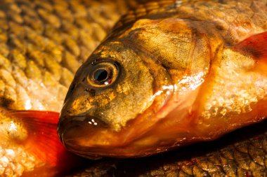 Yakından yeni yakalanmış balıklar. Kesme tahtasındaki sarı sazan balığı. Tünek, çipura, haç