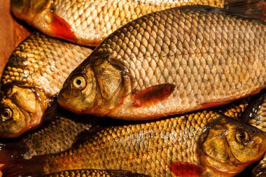 Yakından yeni yakalanmış balıklar. Kesme tahtasındaki sarı sazan balığı. Tünek, çipura, haç