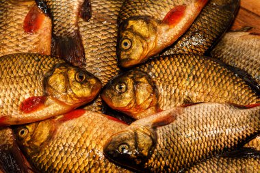 Yakından yeni yakalanmış balıklar. Kesme tahtasındaki sarı sazan balığı. Tünek, çipura, haç