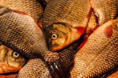 Yakından yeni yakalanmış balıklar. Kesme tahtasındaki sarı sazan balığı. Tünek, çipura, haç