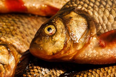 Yakından yeni yakalanmış balıklar. Sarı sazan balığı. balık gözü yakın çekim makrosu