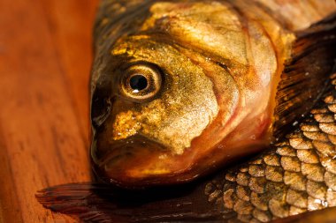 Yakından yeni yakalanmış balıklar. Sarı sazan balığı. balık gözü yakın çekim makrosu