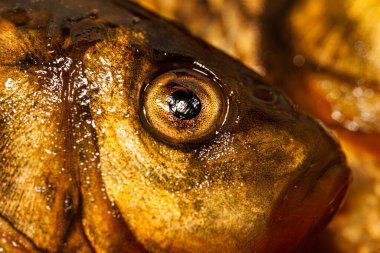 Yakından yeni yakalanmış balıklar. Sarı sazan balığı. balık gözü yakın çekim makrosu