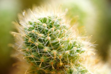 yeşil dikenli kaktüs yakın plan, makro