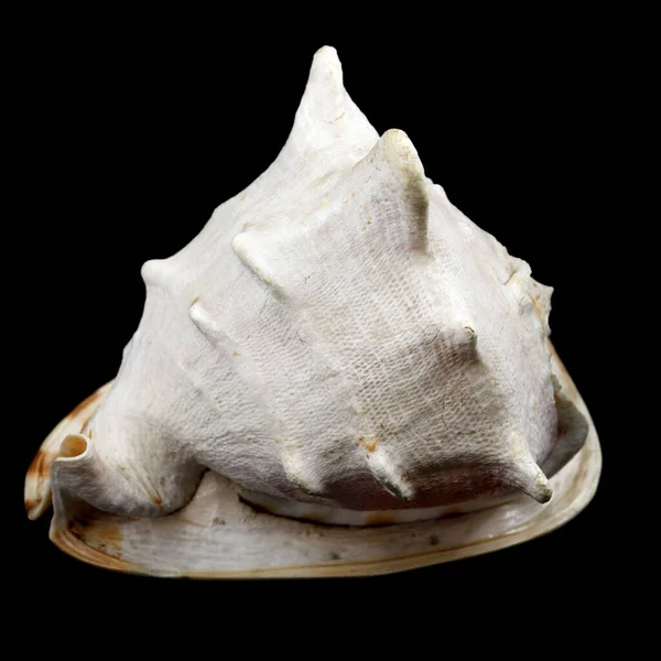 Big Seashell Isolated Black Background Huge Sea Shell — Stock Photo, Image