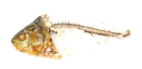 Кости Рыбья Голова Изолированы Белом Фоне Остатки Жареной Рыбы Пищевые — стоковое фото