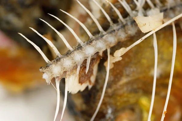 Bones Fish Head Texture Background Remains Fried Fish Food Scraps — Stock Photo, Image