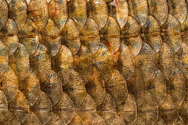 Fish Scales Closeup Background Texture Macro Photography — Stock Photo, Image