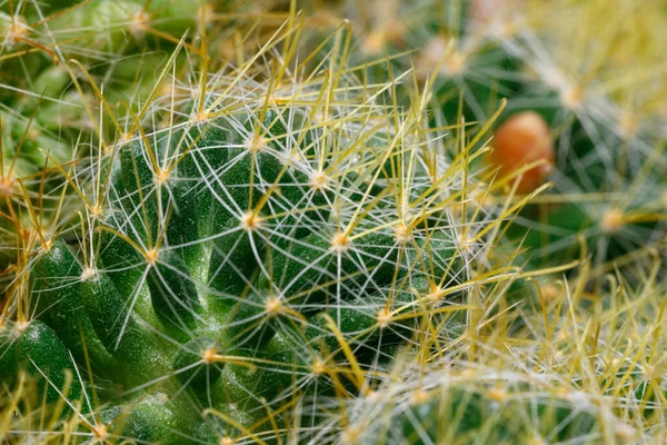 Green Prickly Cactus Close Macro — Stock Photo, Image